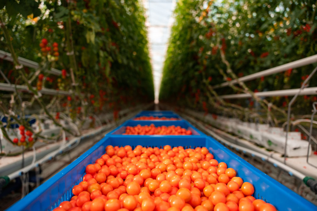 Bins of tomatoes that were harvested by Four Growers tomato harvesting robot.