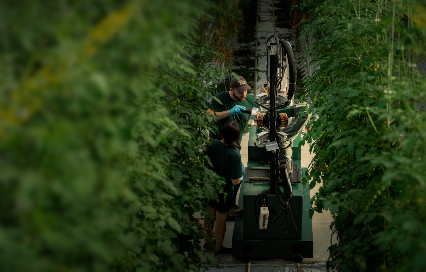 Technicians interact with a GR-100 tomato harvesting robot in a greenhouse.